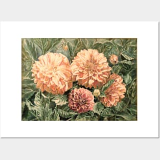 Sunlit Dahlias Posters and Art